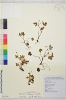 鹿場毛茛藏品圖，第1張