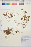 鹿場毛茛藏品圖，第1張