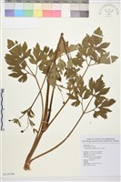 水辣菜、禺毛茛藏品圖，第1張