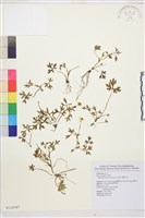 蓬萊毛茛藏品圖，第1張