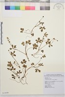 鹿場毛茛藏品圖，第1張