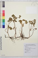 辣子草、揚子毛茛藏品圖，第1張