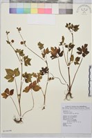 辣子草、揚子毛茛藏品圖，第1張