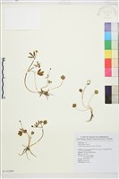 高山毛茛、檜林毛茛藏品圖，第1張