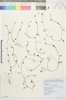 掌葉毛茛藏品圖，第1張