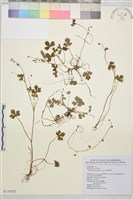 鹿場毛茛藏品圖，第1張