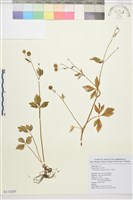 水辣菜、禺毛茛藏品圖，第1張