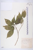 臺灣青莢葉藏品圖，第1張