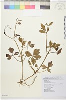 水辣菜、禺毛茛藏品圖，第1張