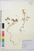 鹿場毛茛藏品圖，第1張