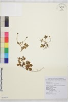 鹿場毛茛藏品圖，第1張