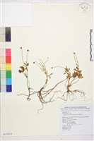 蓬萊毛茛藏品圖，第1張