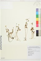 南湖毛茛藏品圖，第1張