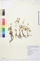 蓬萊毛茛藏品圖，第1張