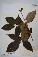 臺灣藤漆藏品圖，第1張