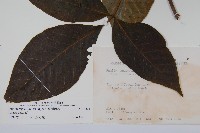 臺灣藤漆藏品圖，第2張