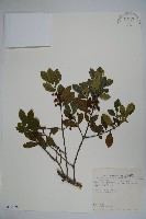 太平山冬青藏品圖，第1張