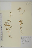 球序卷耳藏品圖，第1張