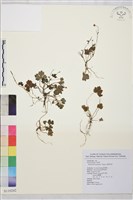 鹿場毛茛藏品圖，第1張