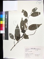 蘭嶼風藤藏品圖，第1張