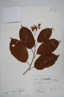 厚殼樹藏品圖，第1張