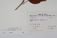 厚殼樹藏品圖，第2張