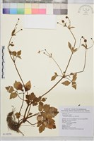 鉤柱毛茛藏品圖，第1張