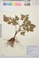 鉤柱毛茛藏品圖，第1張