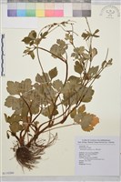 鉤柱毛茛藏品圖，第1張