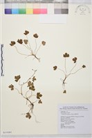 鹿場毛茛藏品圖，第1張