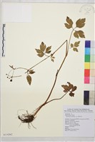 鉤柱毛茛藏品圖，第1張