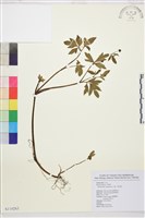 水辣菜、禺毛茛藏品圖，第1張