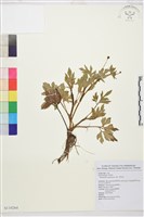 水辣菜、禺毛茛藏品圖，第1張