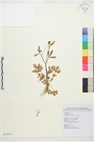 石龍芮藏品圖，第1張