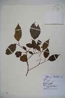 高山莢迷藏品圖，第1張