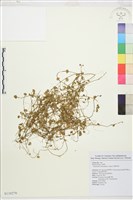 掌葉毛茛藏品圖，第1張