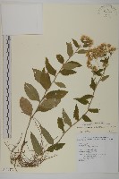 臺灣紺菊藏品圖，第1張