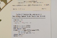 臺灣紺菊藏品圖，第2張