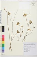 水辣菜、禺毛茛藏品圖，第1張