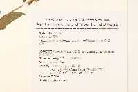 台灣澤蘭藏品圖，第2張