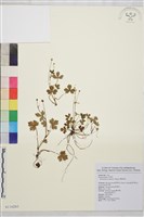 鹿場毛茛藏品圖，第1張