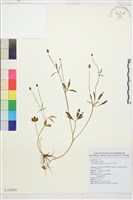 檜林毛茛藏品圖，第1張