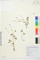 蓬萊毛茛藏品圖，第1張