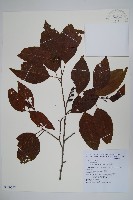 臺灣赤楊、臺灣榿木藏品圖，第1張