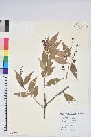 巒大越橘藏品圖，第1張