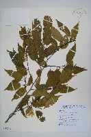 阿里山千金榆藏品圖，第1張