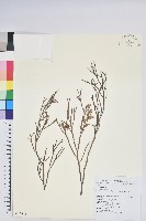 毛蕊花藏品圖，第1張