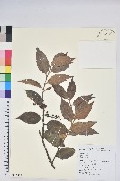 珍珠花、長尾葉越橘藏品圖，第1張