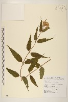 島田氏澤蘭藏品圖，第1張