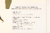 島田氏澤蘭藏品圖，第2張